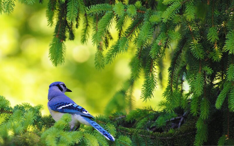 Blue Jay on Pine Branch — Serene, Afternoon, Photograph, Pine Tree