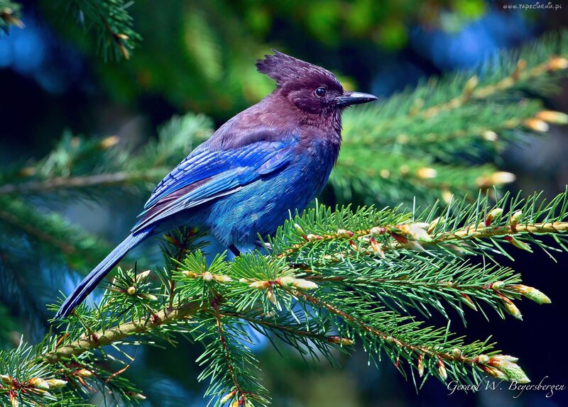 Blue Jay on Pine Branch — Serene, Afternoon, Photograph