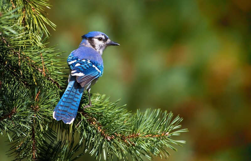 Blue Jay on Pine Branch — Serene, Afternoon
