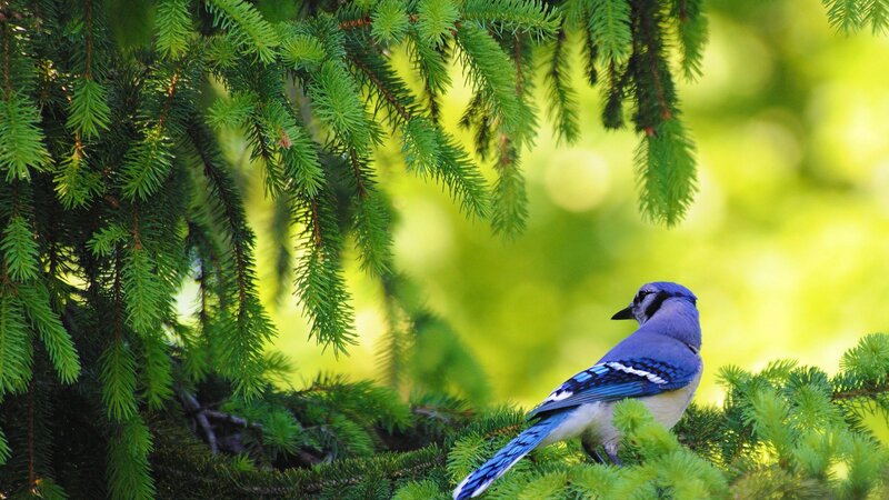 Blue Jay on Pine Branch — Serene, Morning