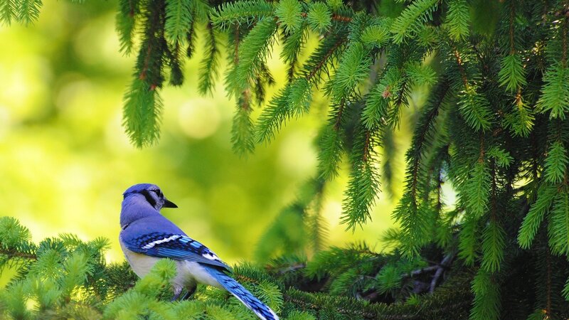 Blue Jay on Pine Branch — Serene