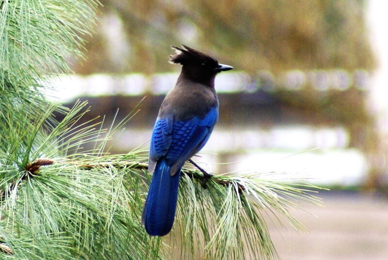 blue jay on pine branch