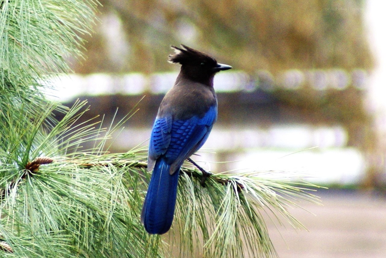 blue jay on pine branch
