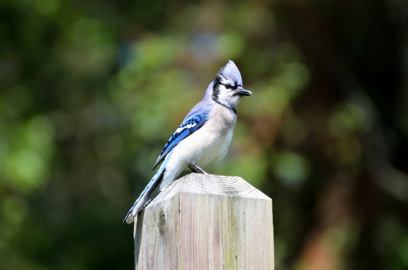 Blue Jay on Post — Calm