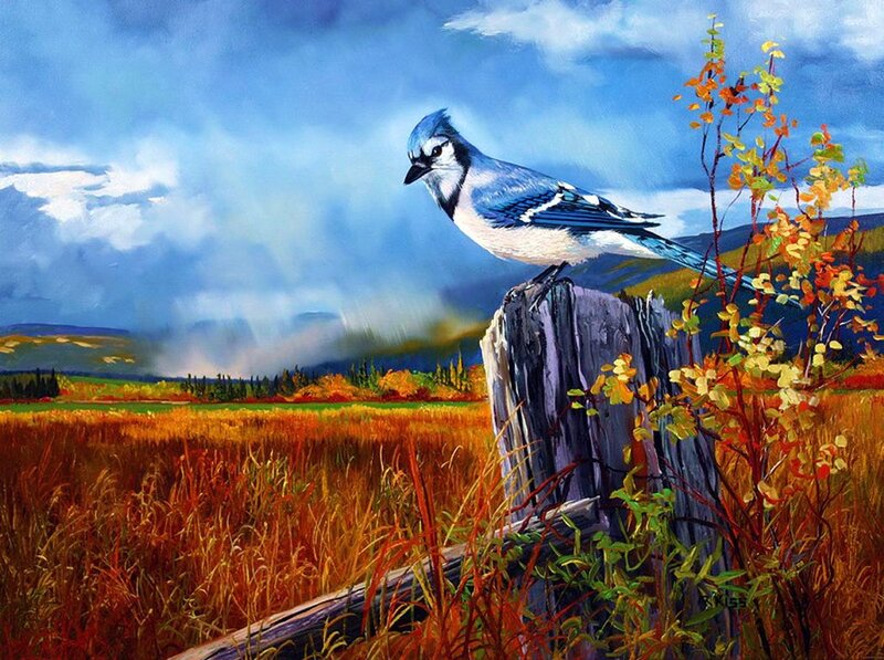 Blue Jay on Post — Dramatic