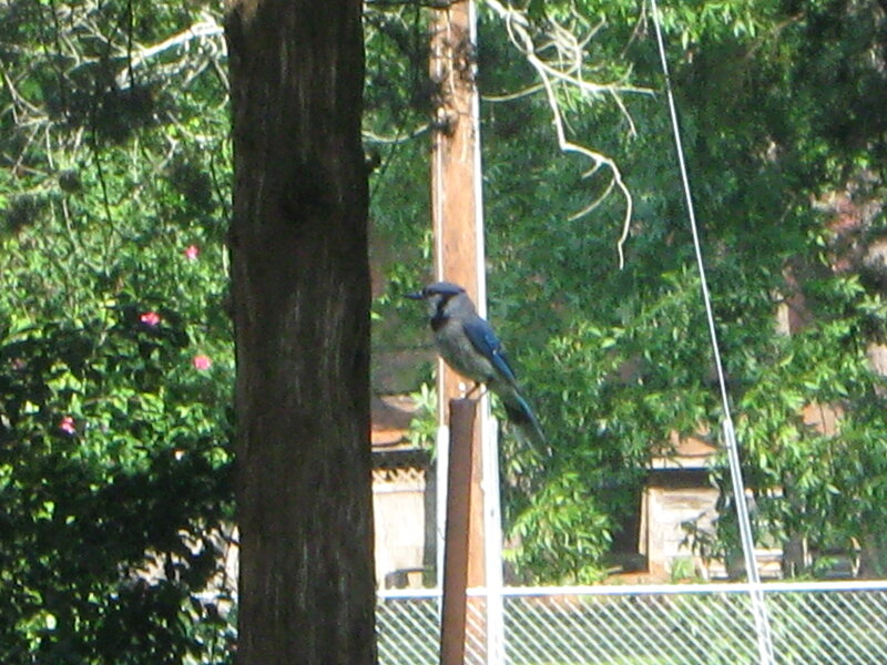 Blue Jay on Post — Green
