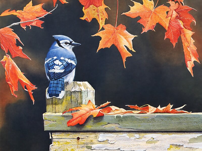 Blue Jay on Post — Serene
