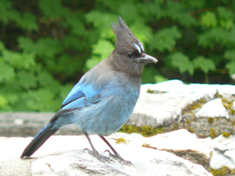 Blue Jay on Rock — Calm, Morning