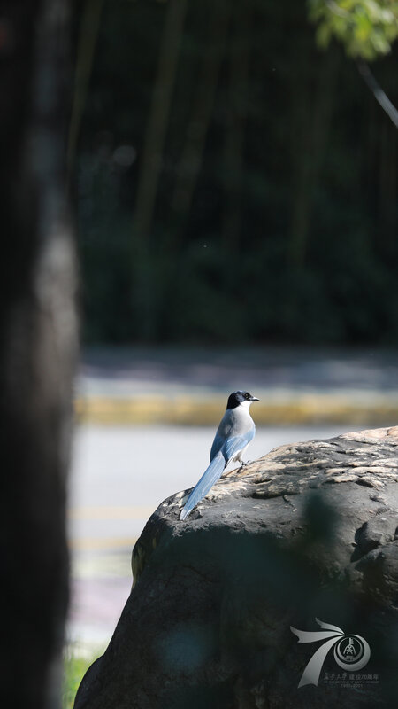 Blue Jay on Rock — Serene