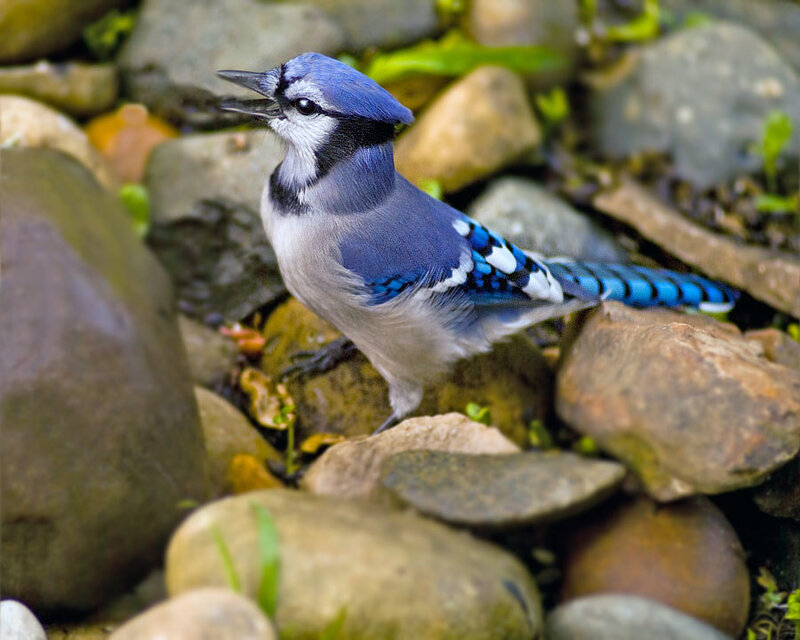 Blue Jay on Rocks — Natural