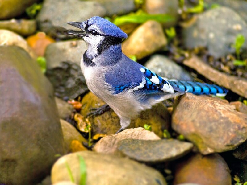 blue jay on rocks