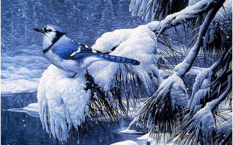 Blue Jay on Snow-covered Branch
