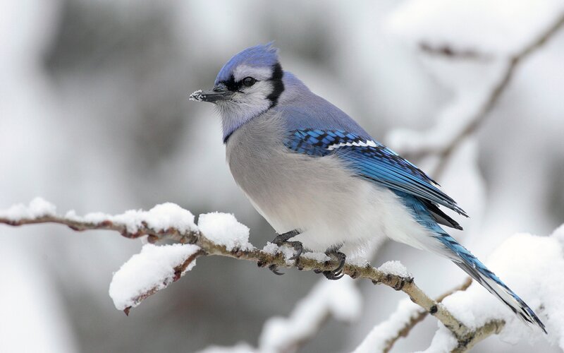 blue jay on snowy branch