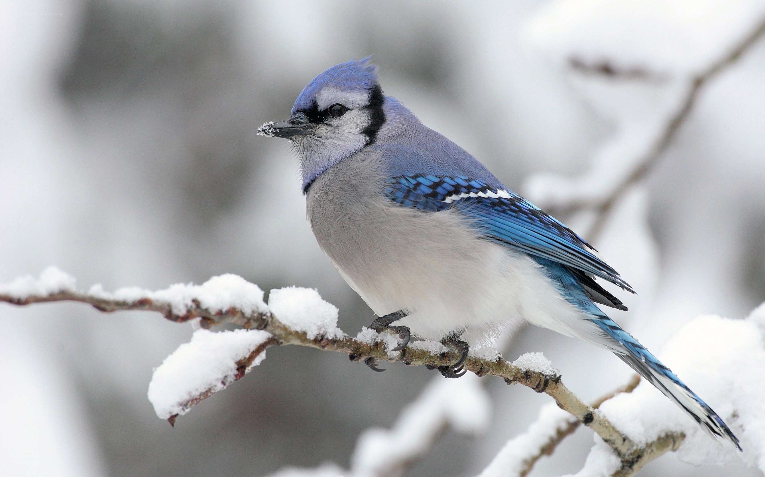 blue jay on snowy branch