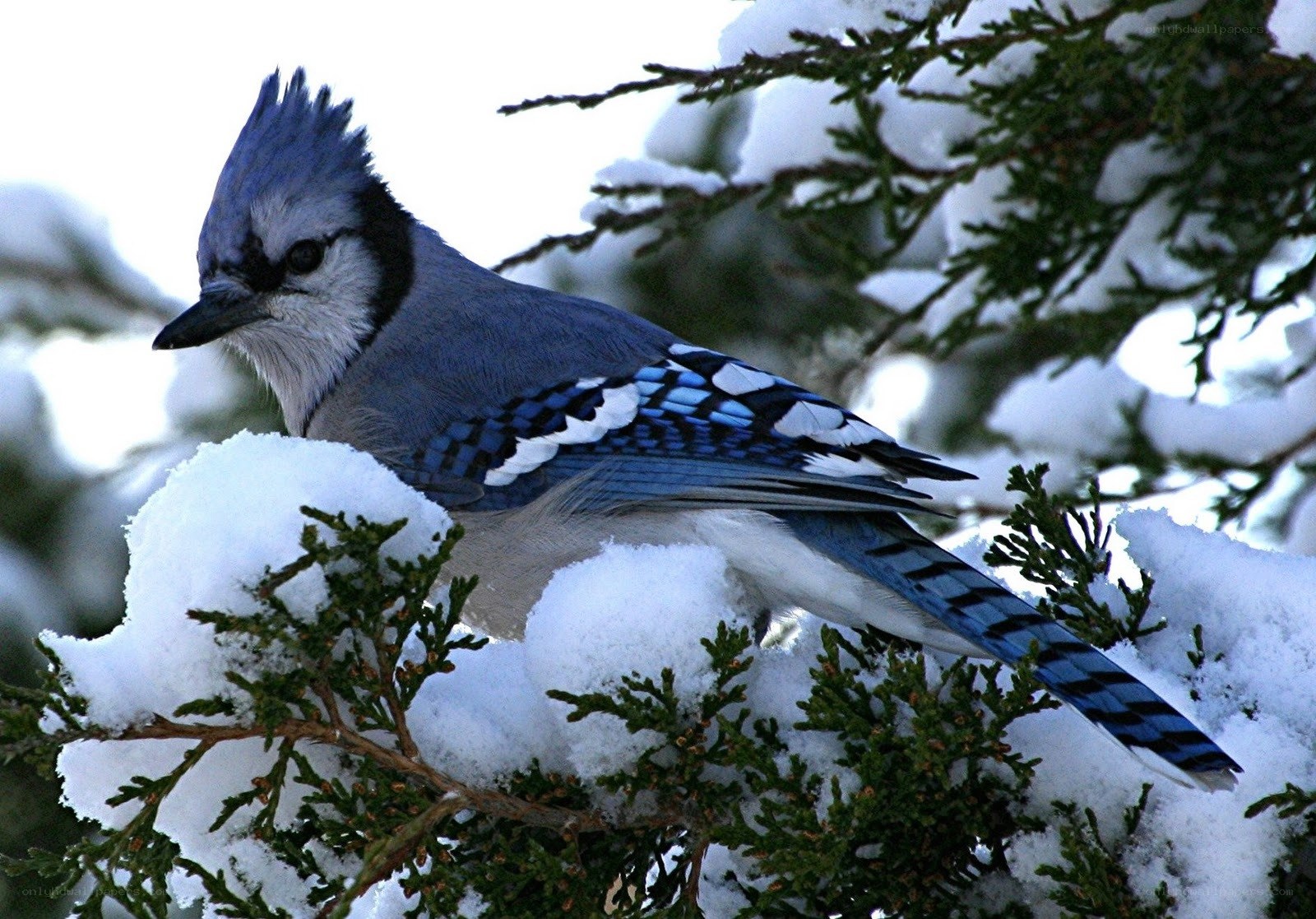 blue jay on snowy branch