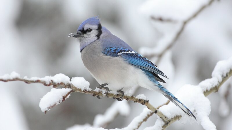 blue jay on snowy branch