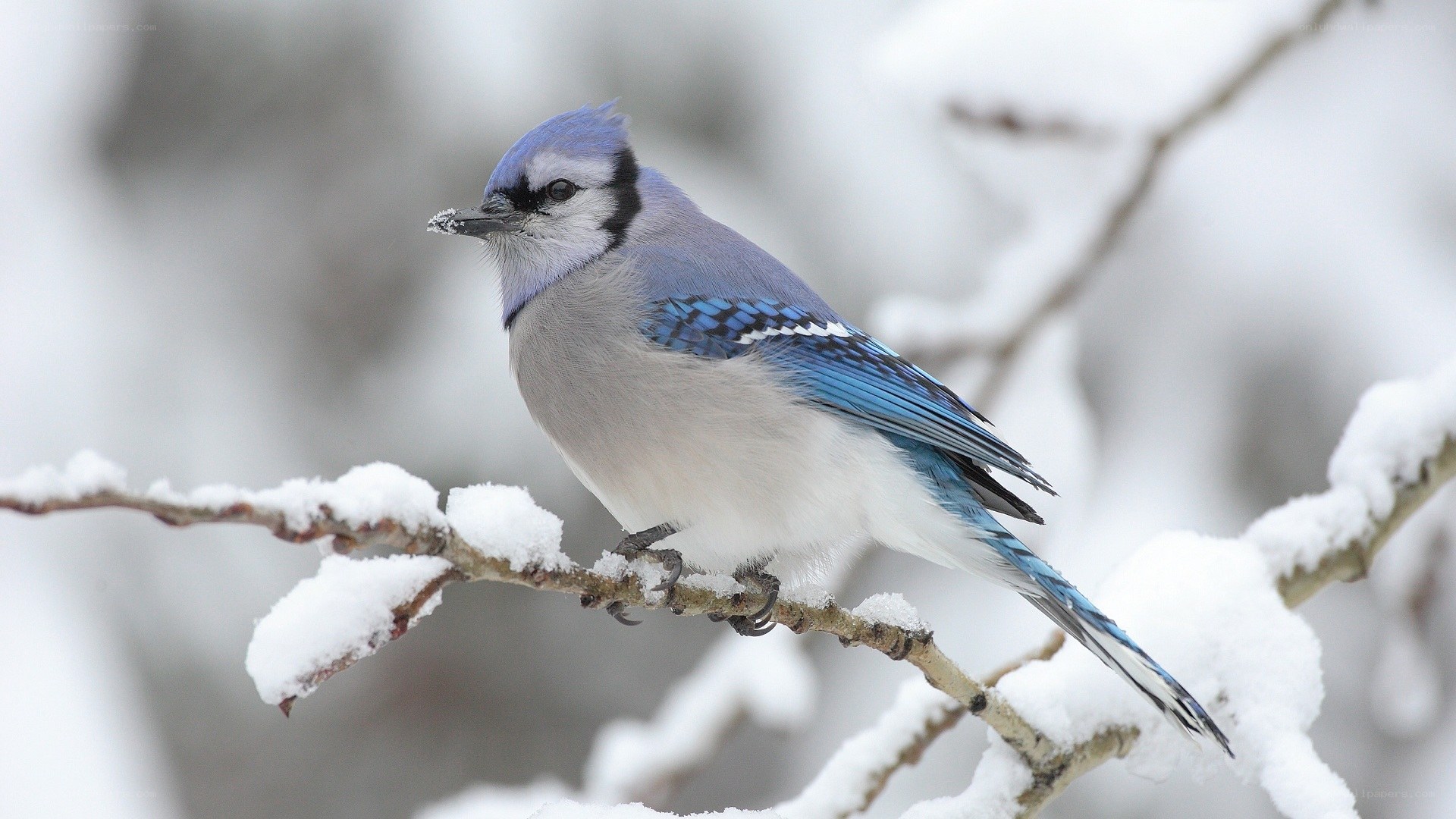 blue jay on snowy branch