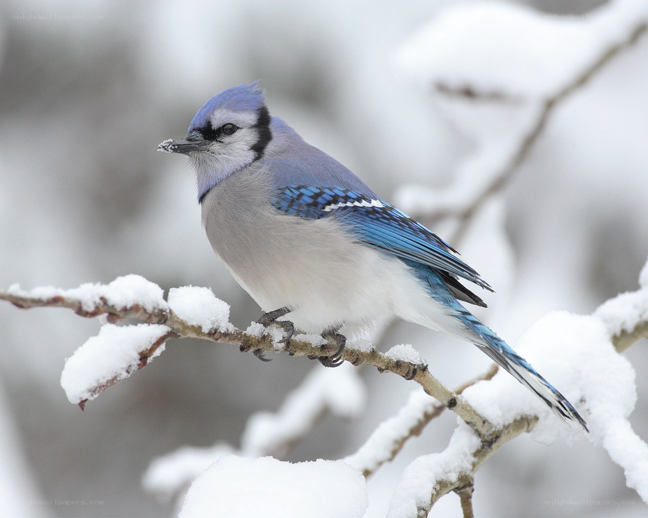 blue jay on snowy branch