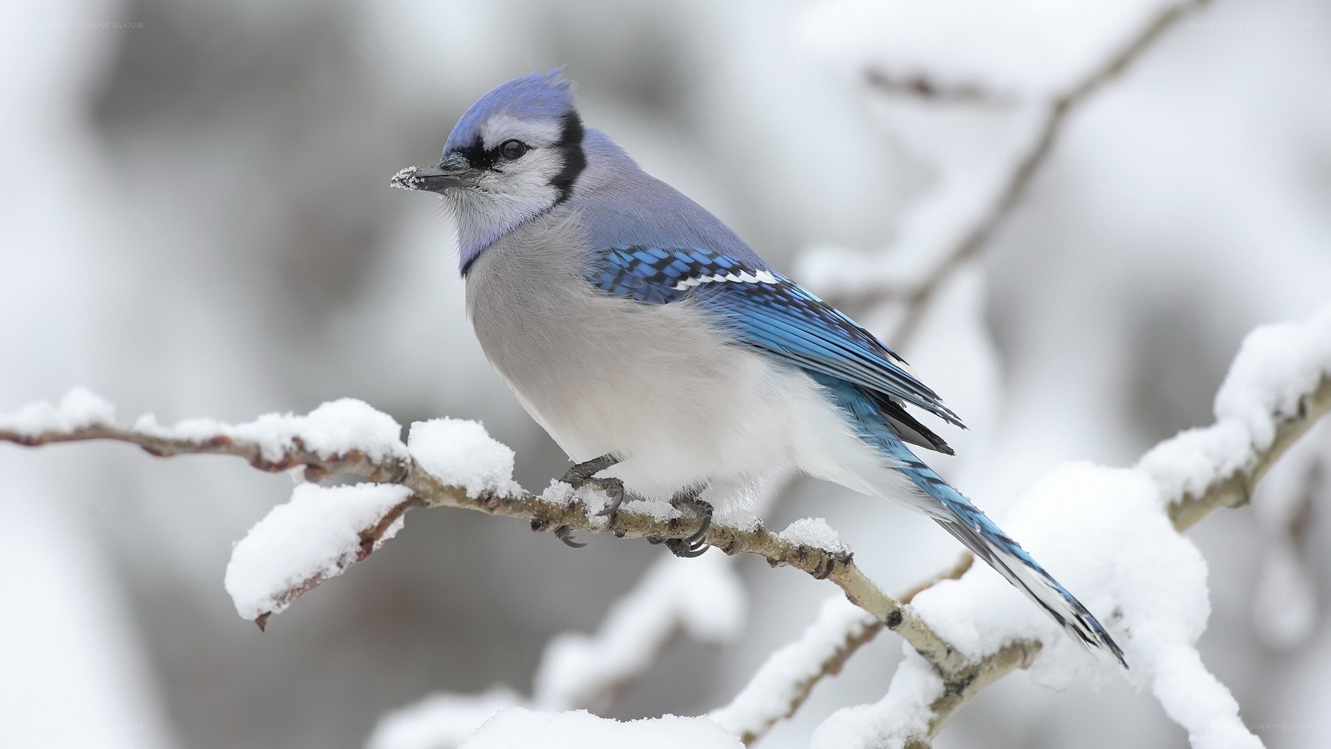 blue jay on snowy branch