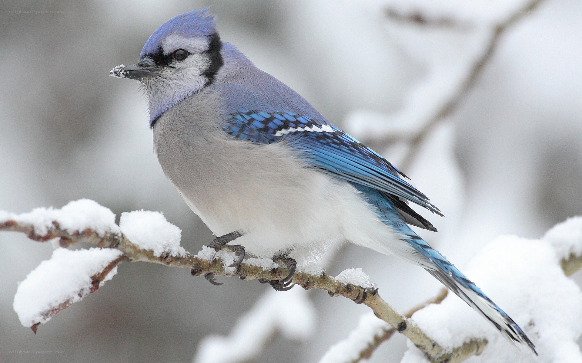 blue jay on snowy branch