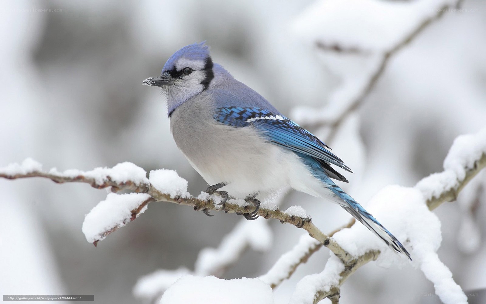 blue jay on snowy branch