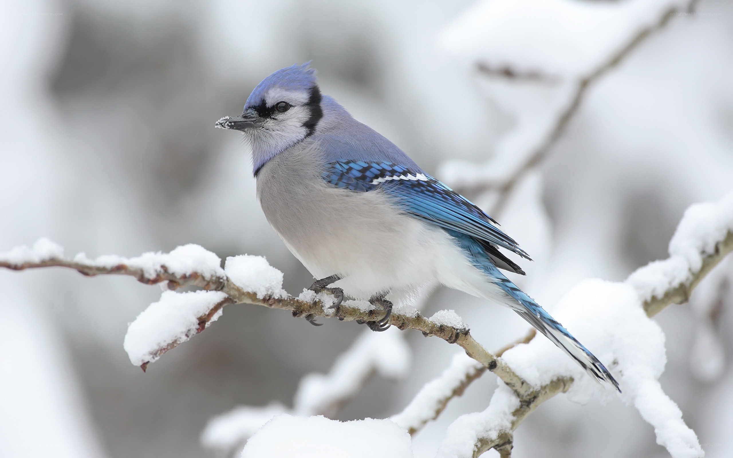 blue jay on snowy branch