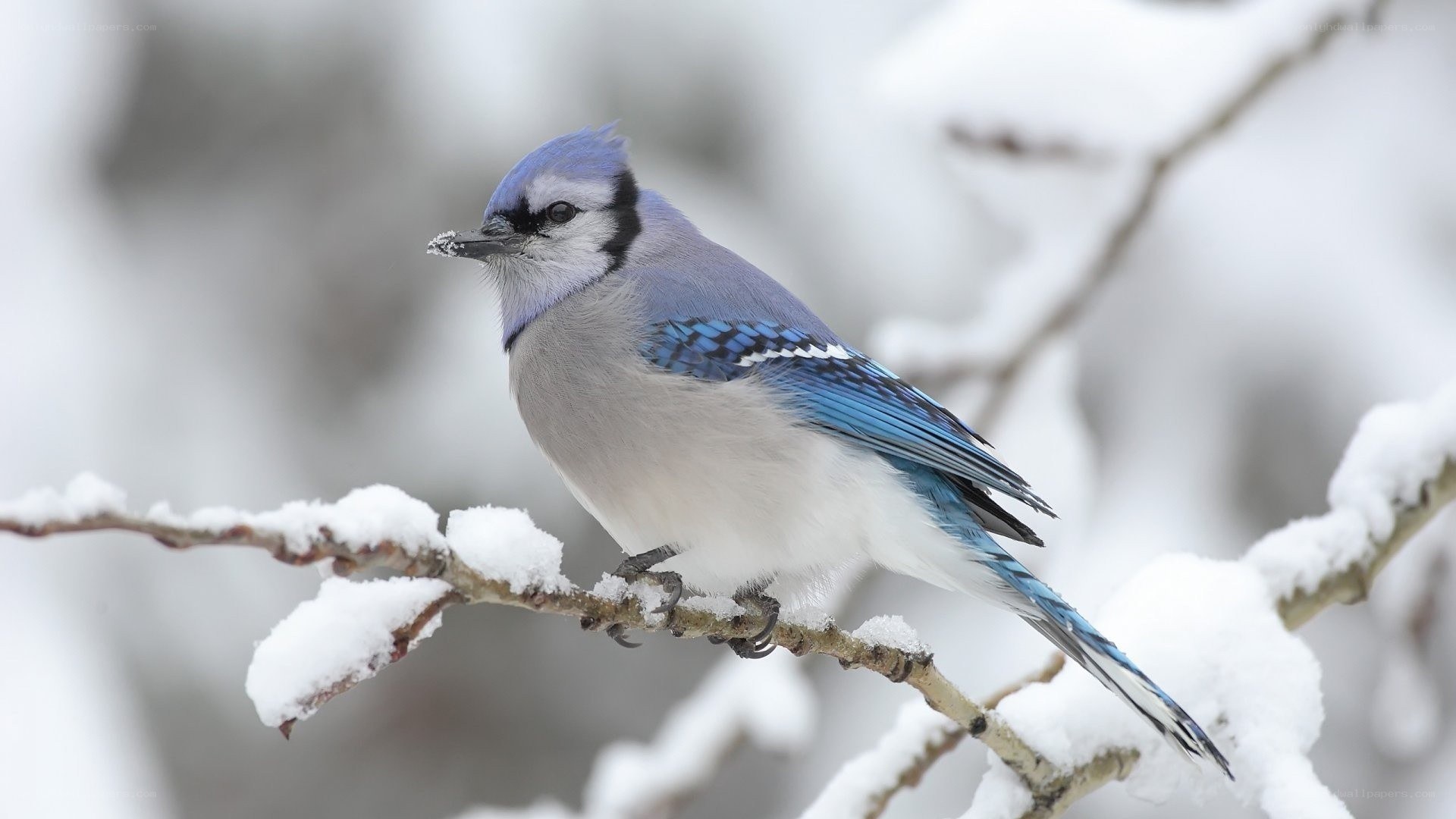 blue jay on snowy branch