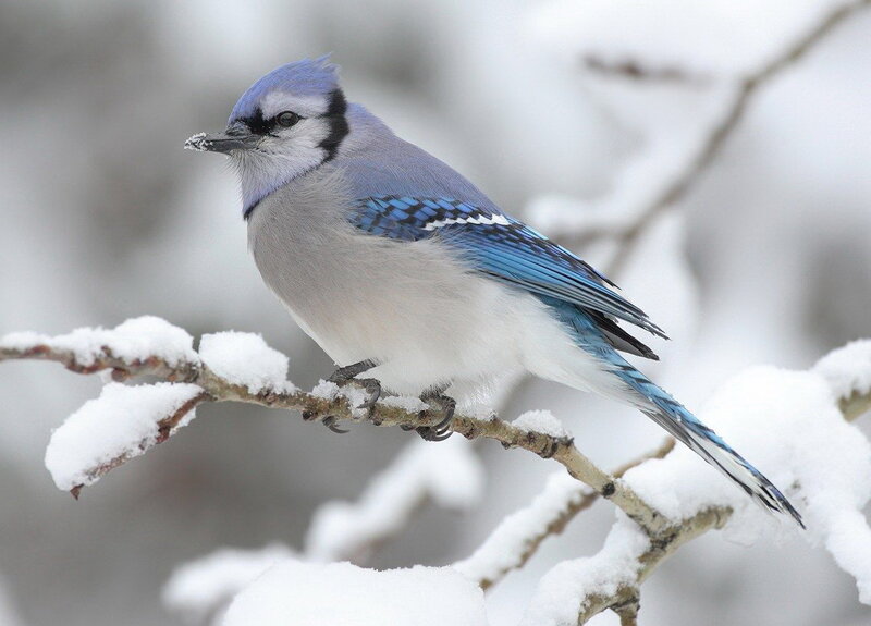 blue jay on snowy branch