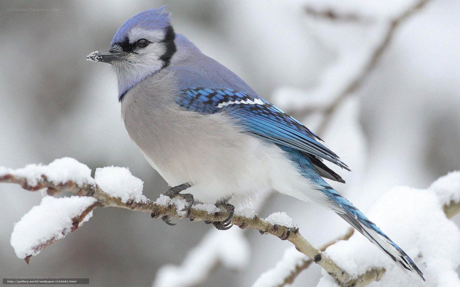 blue jay on snowy branch