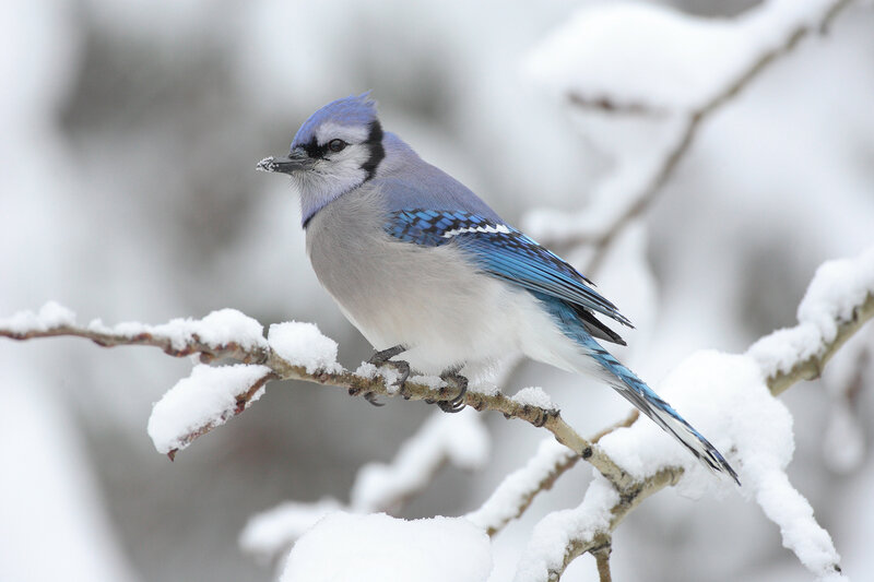 blue jay on snowy branch