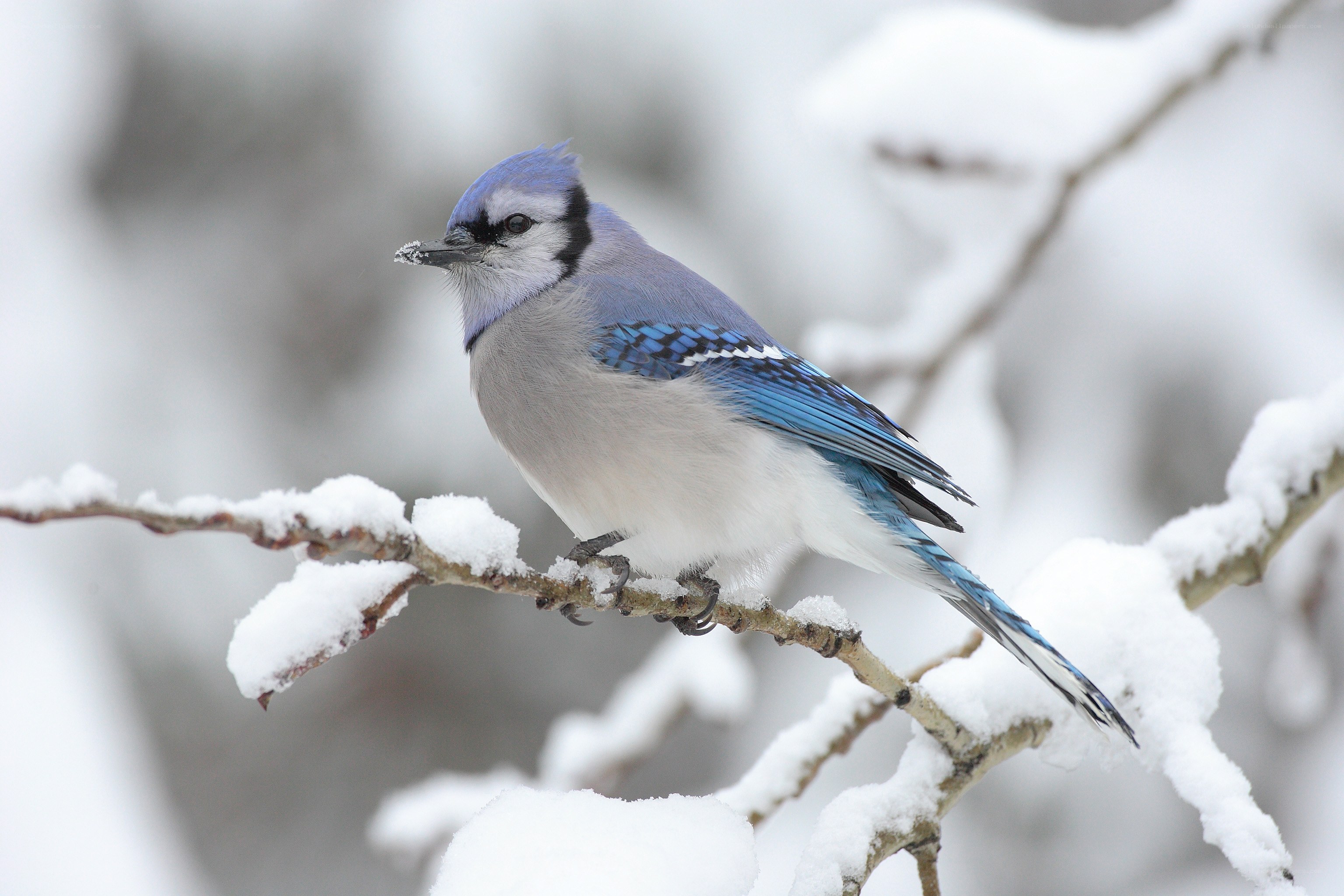 blue jay on snowy branch