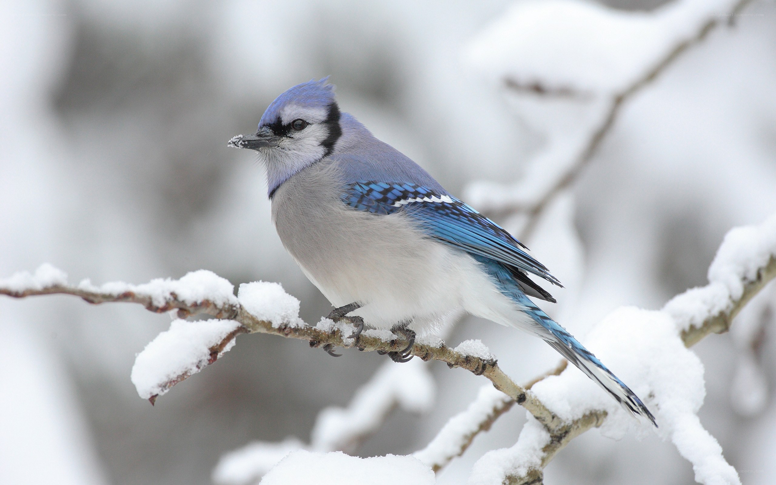blue jay on snowy branch