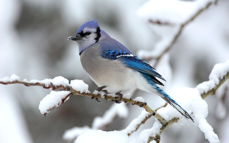 blue jay on snowy branch