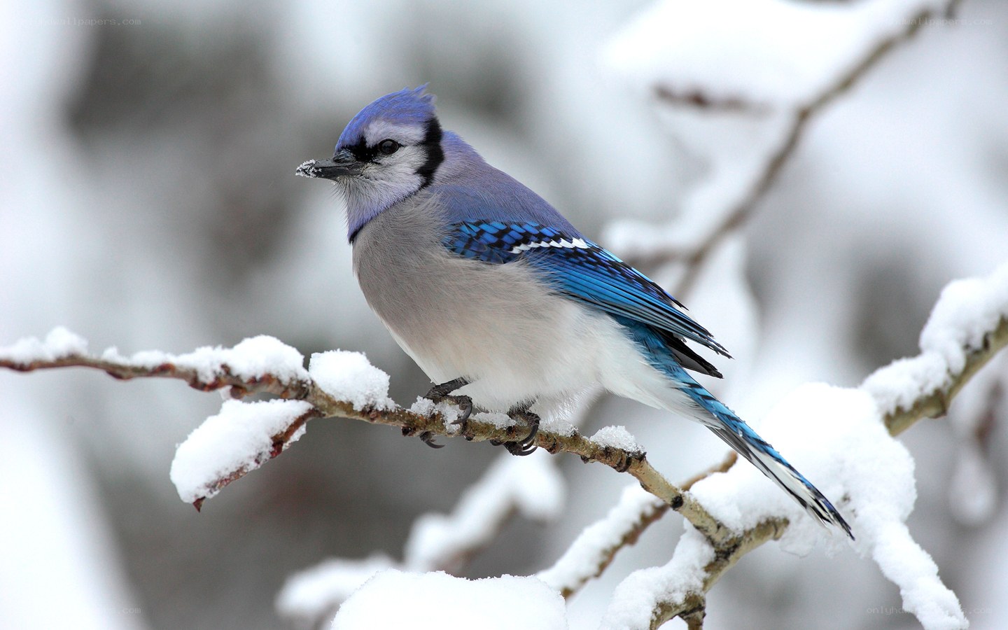 blue jay on snowy branch
