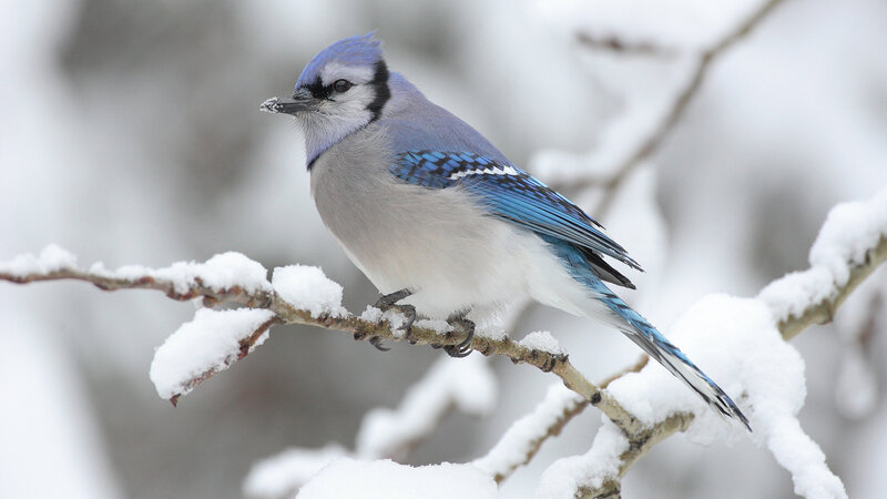 blue jay on snowy branch