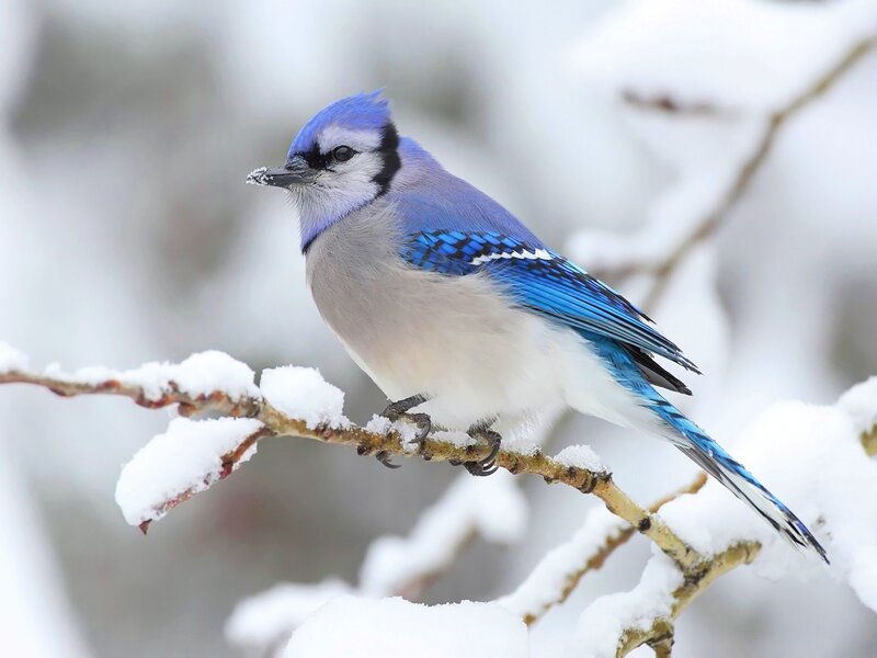Blue Jay on Snowy Branch — Calm