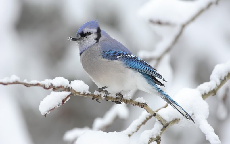 Blue Jay on Snowy Branch — Calm, White