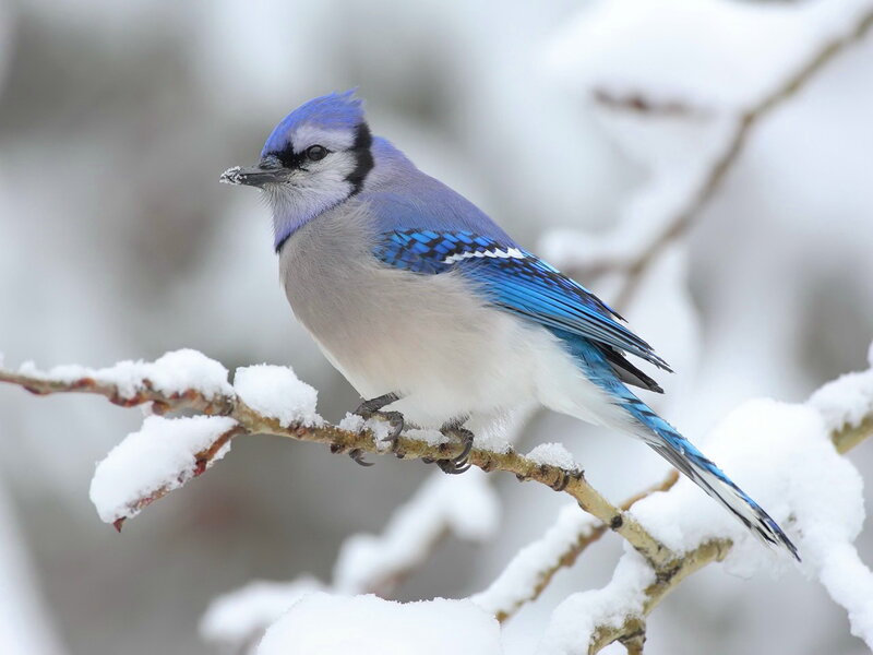 Blue Jay on Snowy Branch — Calm, Winter, Photograph, Snow, Bird