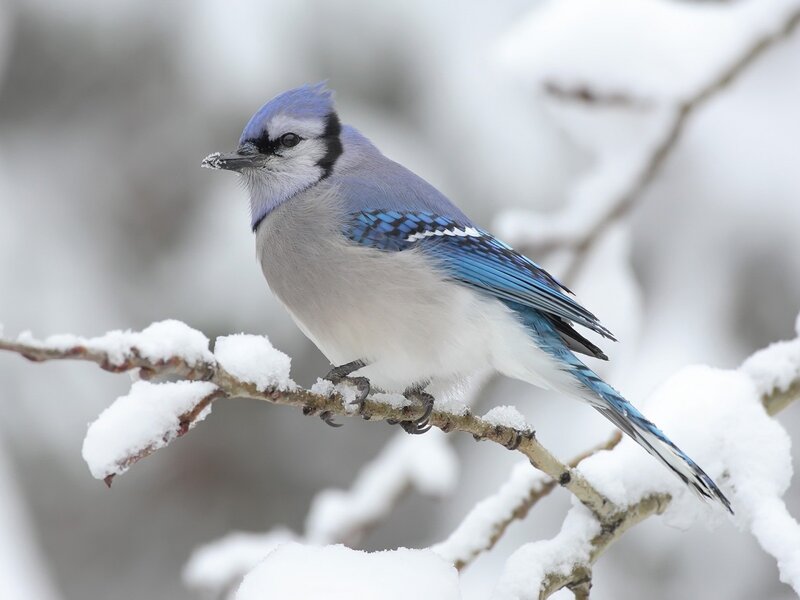 Blue Jay on Snowy Branch — Calm, Winter, Photograph, Snow, Bird, White