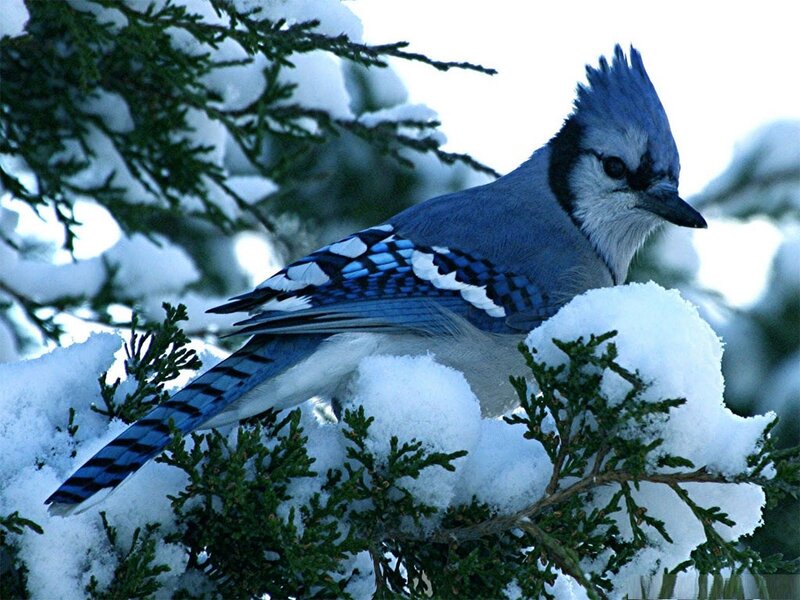 Blue Jay on Snowy Branch — Calm, Winter, Photograph, Snow, Evergreen Tree