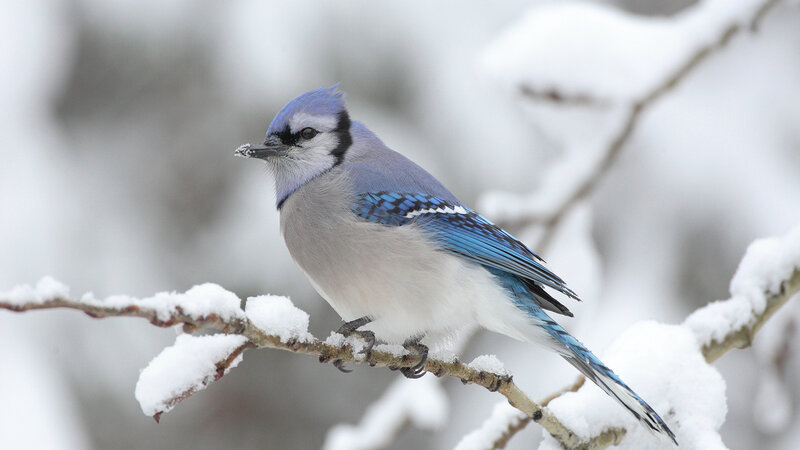Blue Jay on Snowy Branch — Calm, Winter, Photograph
