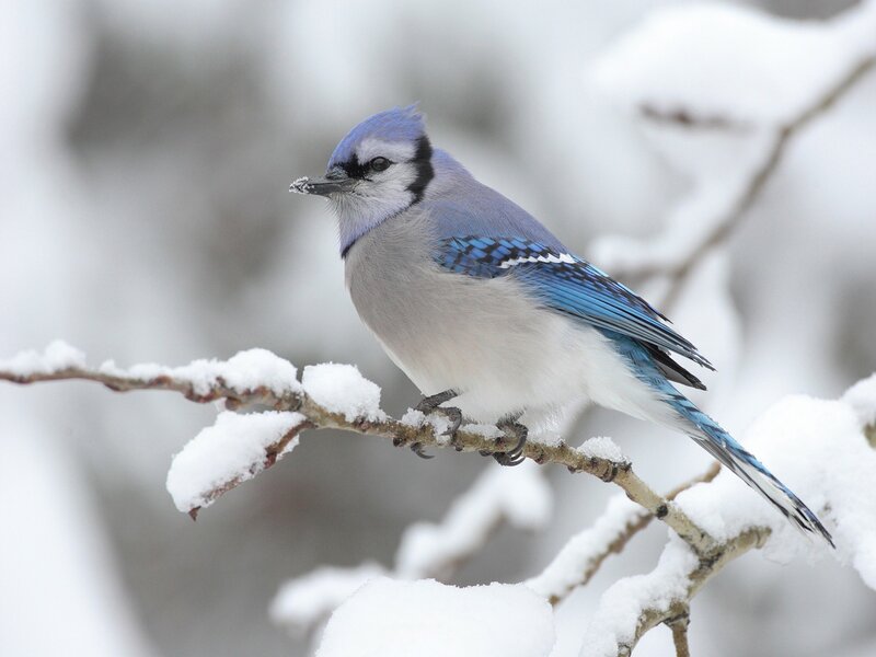 Blue Jay on Snowy Branch — Calm, Winter