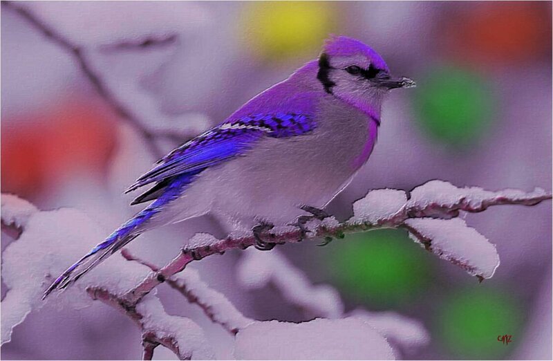 Blue Jay on Snowy Branch — Purple