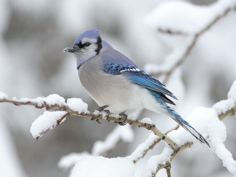 Blue Jay on Snowy Branch — Serene