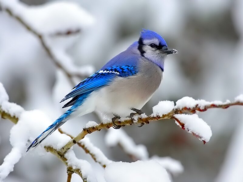 Blue Jay on Snowy Branch — Serene, Winter, Photograph, Bird