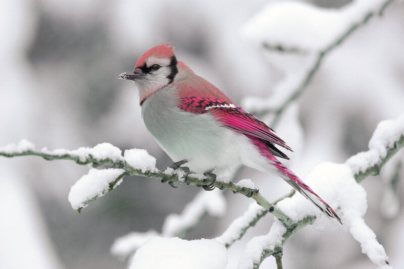 Blue Jay on Snowy Branch — White, Calm, Winter, Photograph, Snow