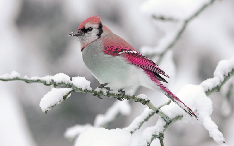 Blue Jay on Snowy Branch — White, Calm, Winter