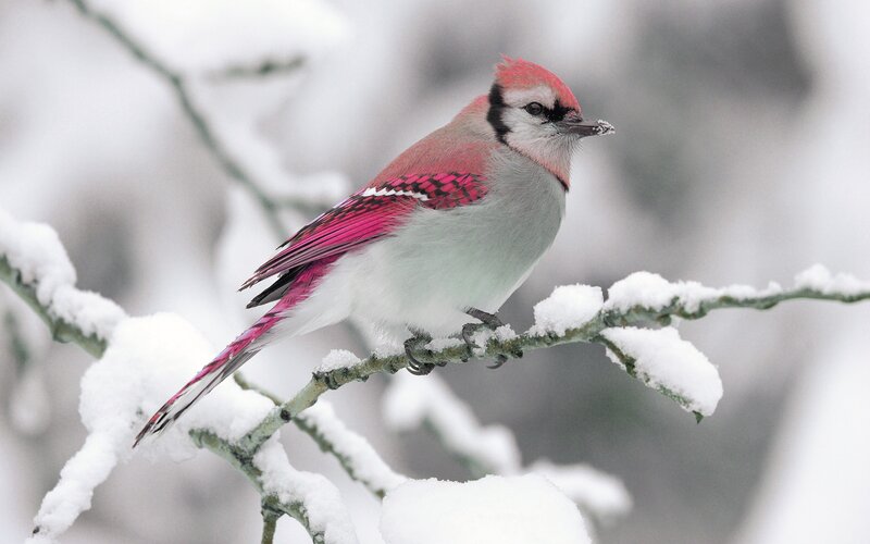 Blue Jay on Snowy Branch — White, Serene, Winter, Photograph, Bird