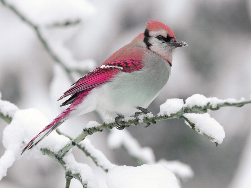 Blue Jay on Snowy Branch — White, Serene, Winter
