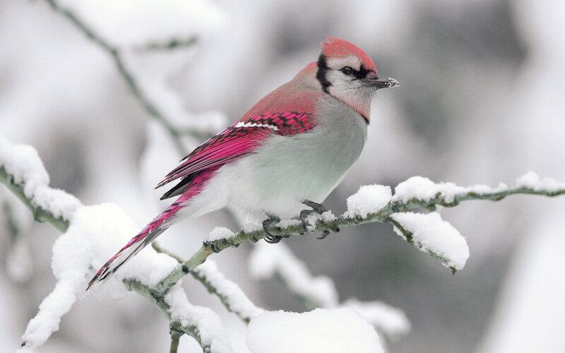 Blue Jay on Snowy Branch — White